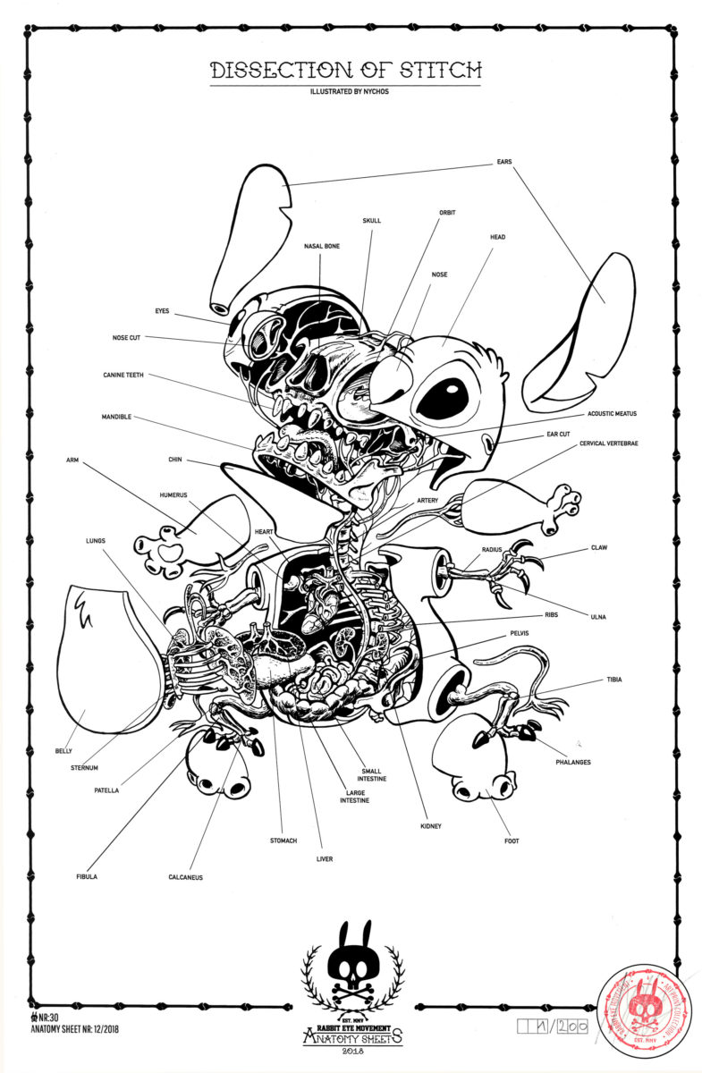 Rabbit Visual Dissection Chart DISSECTION OF GOOFY - ANATOMY SHEET NO. 28 - Rabbit Eye Movement Inc.